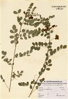 藏品(魚鰾槐)的圖片